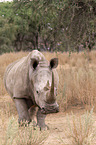 square-lipped rhino