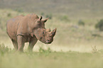 white rhino