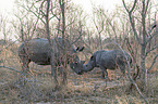 White Rhinoceros