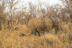standing White Rhinoceros