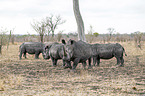 White Rhinoceros