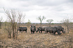 White Rhinoceros