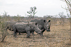 White Rhinoceros