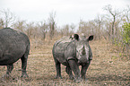 White Rhinoceros