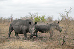 White Rhinoceros