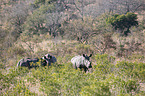 standing White Rhinoceros
