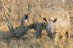 White Rhinoceros