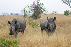 standing White Rhinoceros