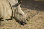 square-lipped rhino