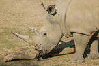 square-lipped rhino