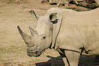 square-lipped rhino