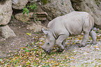 square-lipped rhino