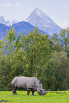 square-lipped rhino