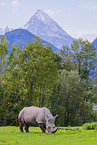 square-lipped rhino