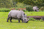 square-lipped rhinos
