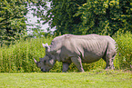 white rhino