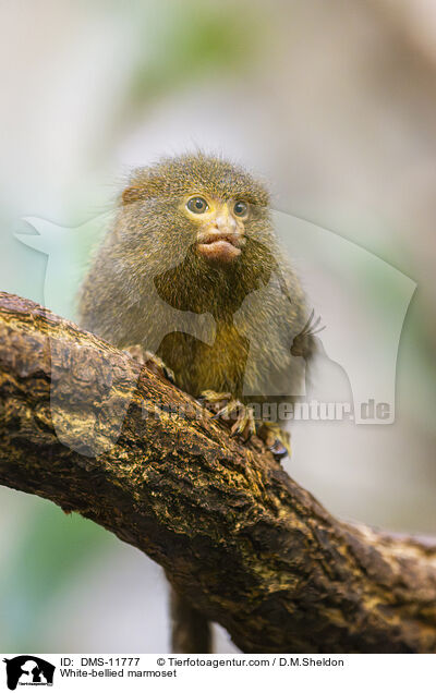 White-bellied marmoset / DMS-11777