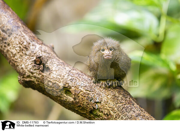 Weibauch-Zwergseidenffchen / White-bellied marmoset / DMS-11783
