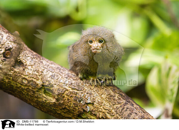 Weibauch-Zwergseidenffchen / White-bellied marmoset / DMS-11786