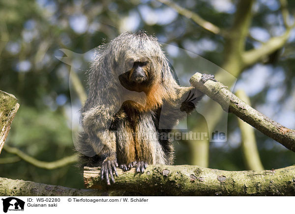 Guianan saki / WS-02280