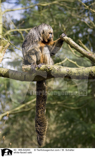 white-faced saki / WS-02283