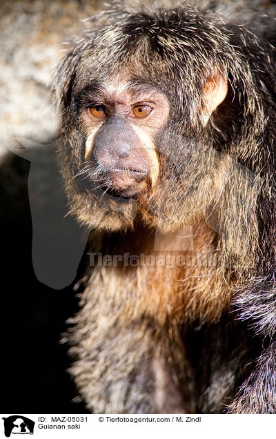Guianan saki / MAZ-05031