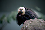 Guianan saki