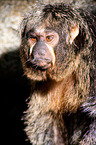 Guianan saki