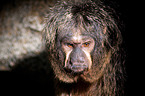 Guianan saki