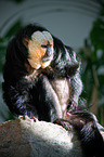 Guianan saki