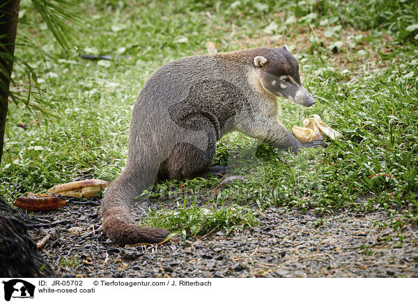 Weirssel-Nasenbr / white-nosed coati / JR-05702