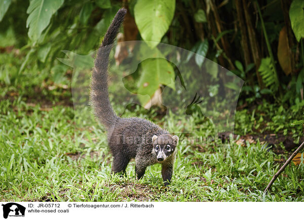 Weirssel-Nasenbr / white-nosed coati / JR-05712