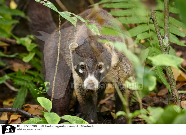Weirssel-Nasenbr / white-nosed coati / JR-05790