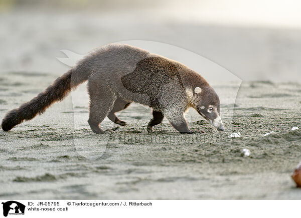 Weirssel-Nasenbr / white-nosed coati / JR-05795