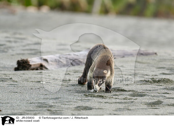 Weirssel-Nasenbr / white-nosed coati / JR-05800