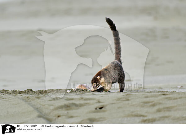 Weirssel-Nasenbr / white-nosed coati / JR-05802