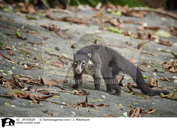 Weirssel-Nasenbr / white-nosed coati / JR-05829