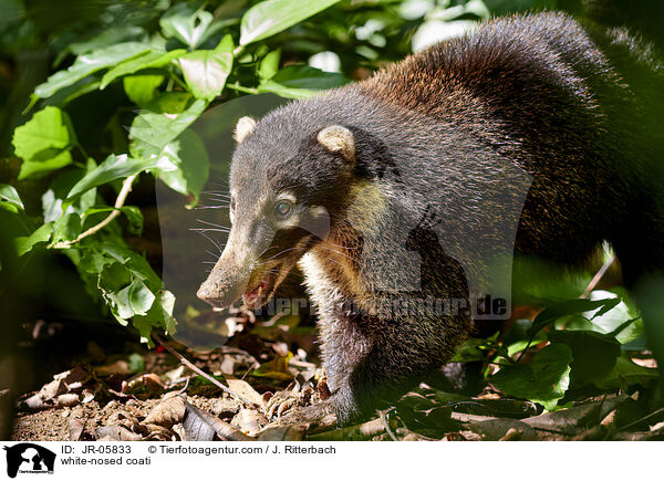 Weirssel-Nasenbr / white-nosed coati / JR-05833