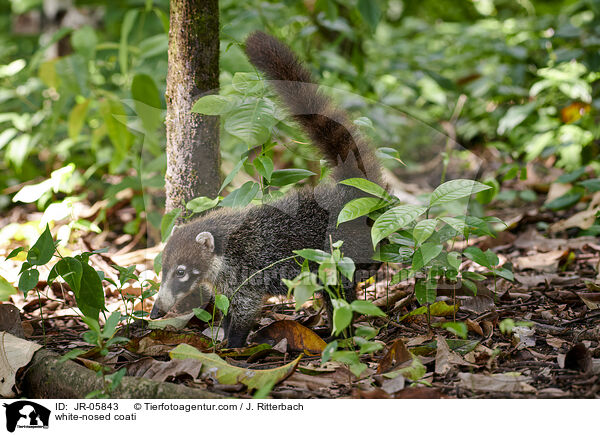 white-nosed coati / JR-05843