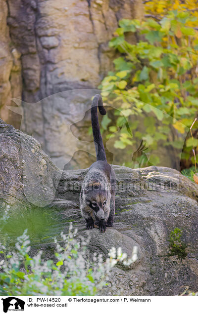 Weirssel-Nasenbr / white-nosed coati / PW-14520