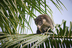 white-nosed coati