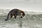 white-nosed coati
