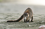 white-nosed coati