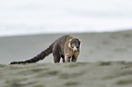 white-nosed coati