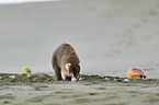 white-nosed coati