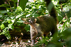 white-nosed coati