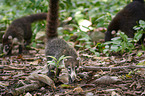 white-nosed coatis