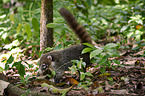 white-nosed coati