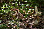 white-nosed coati