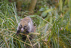 white-nosed coati